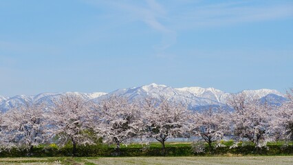 Beautiful park with full bloom cherry blossom in Japan. 