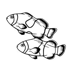 pair of clown fish - marine life vector