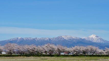 Beautiful snow mountain with full bloom cherry blossom 