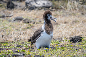 chick. The Laysan albatross (Phoebastria immutabilis) is a large seabird that ranges across the North Pacific. Kaʻena Point , Oahu Hawaii