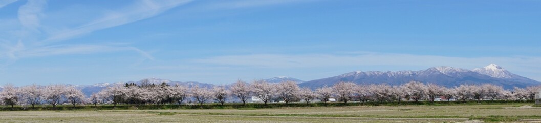 Fototapeta premium Beautiful panoramic view of snow mountain and full bloom cherry blossom in Japan. 