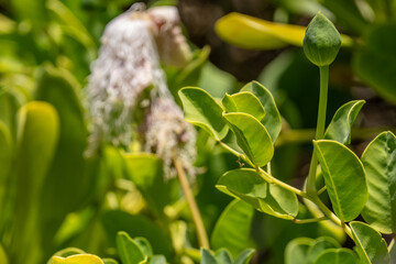 Capparis sandwichiana is a species of flowering plant in the Capparaceae family endemic. include maiapilo, pua pilo, and Hawaiian caper.  Kaʻena Point, Oahu Hawaii	
