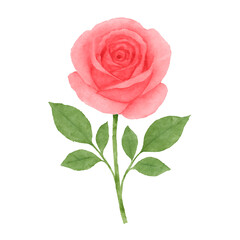 Naklejka premium Realistic White Rose with Green Leaves
