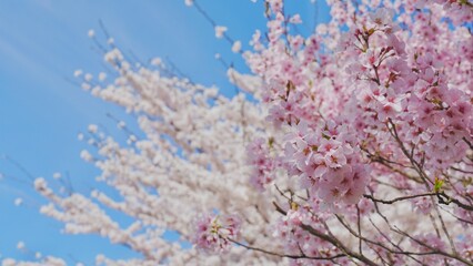 Full bloom cherry blossom in Japan. 