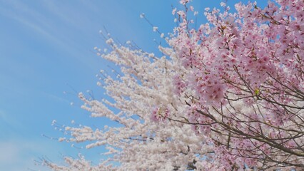 Full bloom cherry blossom in Japan. 