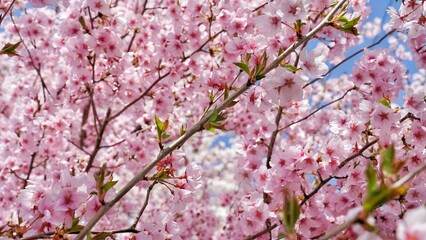Full Bloom cherry blossom in Japan. 