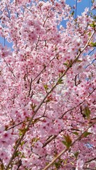 Full bloom cherry blossom in Japan. 