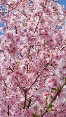 Full bloom cherry blossom in Japan. 