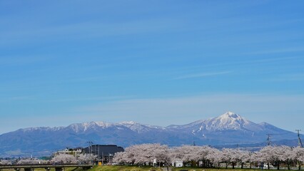 Beautifule scenery during spring season in Japan. 