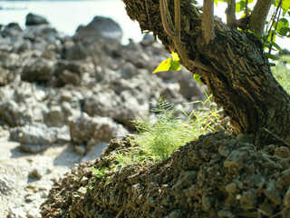 Trees grow on the rocks on the beach.