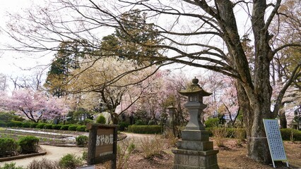 Beautiful temple with cherry blossom in Japan. 