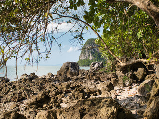 Trees grow on the rocks on the beach.
