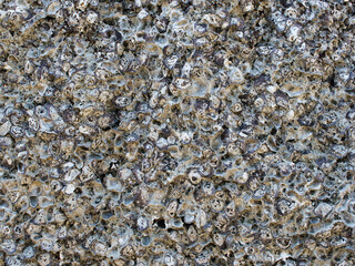Rough rocky surface on the beach
