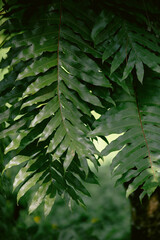 green fern leaves
