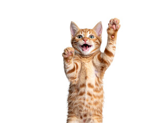 cat kitty cute smiling isolated on transparent png 