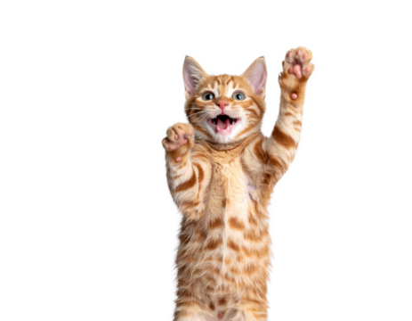 cat kitty cute smiling isolated on transparent png 