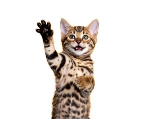 cat kitty cute smiling isolated on transparent png