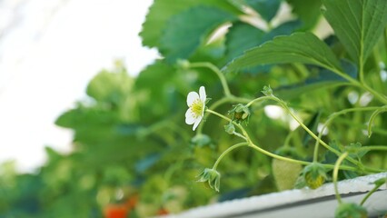 Fototapeta premium Strawberry's flowers in the farm.