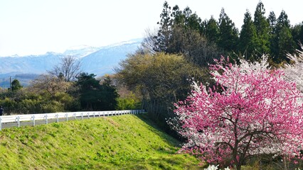 Beautiful garden during spring season. 