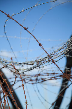 Coils of rusted barbed wire in a disused cattle chute