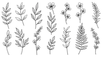 Collection of Hand-Drawn Botanical Illustrations Leaves, Flowers, and Branches