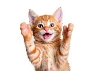 cat kitty cute smiling isolated on transparent png 