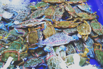 Fresh crabs in the local market