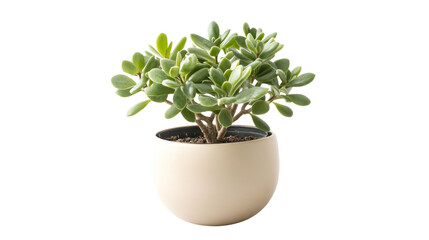 Indoor plant care jade plant in pot home office photography bright environment close-up serenity