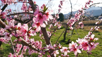 Full bloom plum tree in Japan. 