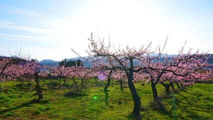 Plum garden in Japan. 