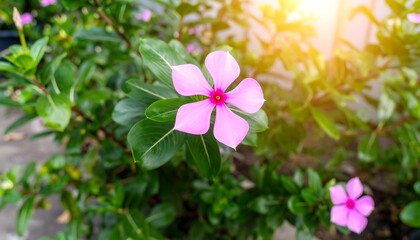 Pink flower in garden