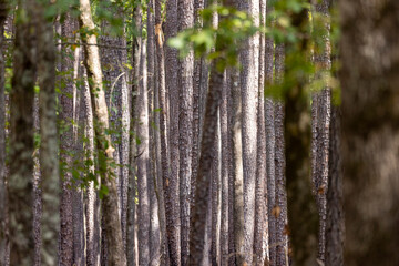 Beautiful swampy landscape of Congaree National Park in South Carolina.