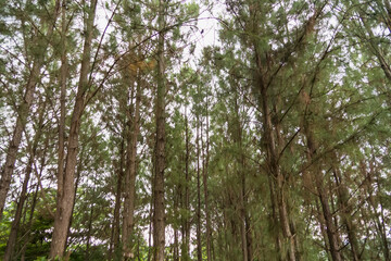 Upward view of a dense pine forest with tall trees and a canopy of green leaves against a bright sky