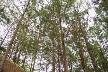 Upward view of a dense pine forest with tall trees and a canopy of green leaves against a bright sky