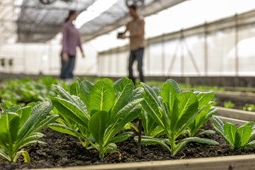 vegetable greenhouse cultivation farming growth gardening green leaf.