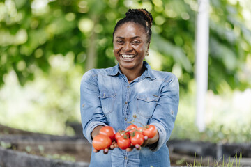 women african american smiling holding fresh tomatoes in greenhouse nursery. Female farmer harvest...