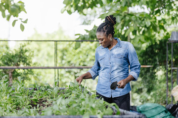 Black female african american work in nursery, carefully arranging young rice plants in trays. The...