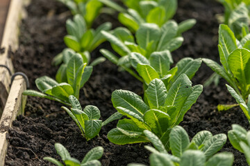 vegetable greenhouse cultivation farming growth gardening green leaf.