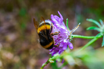 Close-up of a bumblebee pollinating a vibrant purple flower, showcasing the beauty of nature and...
