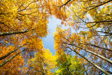 In autumn the woods turn into a brilliant yellow