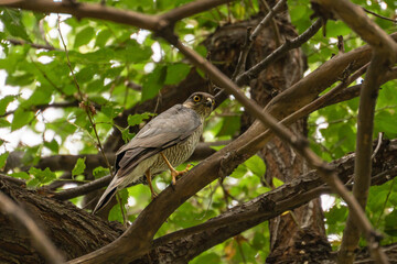 A female eurasian sparrowhawk (also - sparrowhawk ), or little sparrowhawk ( Accipiter nisus) sits on a tree branch, turning her head and looking at the camera, both of her yellow eyes are visible.