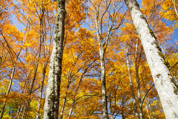 In autumn the woods turn into a brilliant yellow