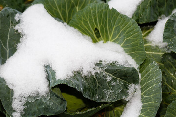 Snow on vegetable field
