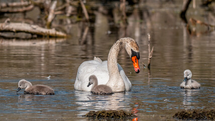 Schwan mit Nachwuchs