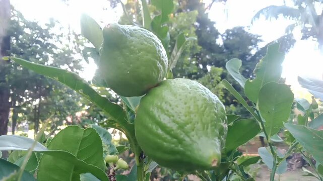 Green lemon on the tree before being picked 