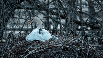 Schwan mit Nachwuchs