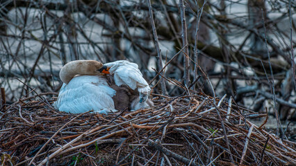 Schwan mit Nachwuchs