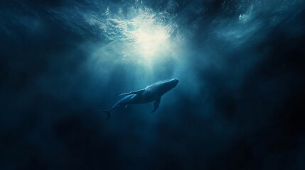 Humpback whale gracefully swims through a sunlit patch of ocean deep below the surface