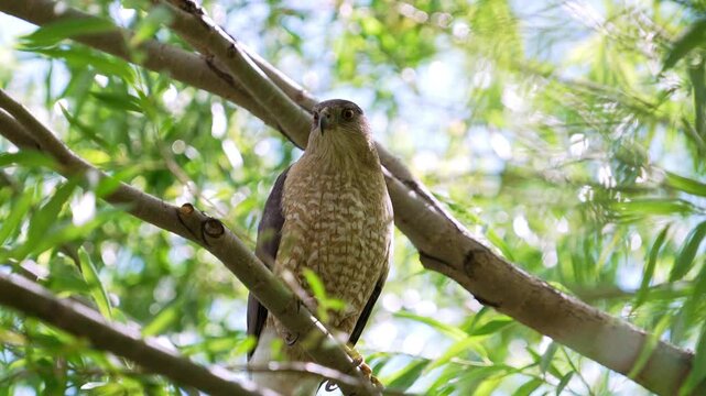 Adult Cooper's hawk sitting in a tree has branches move in the wind in slow motion.