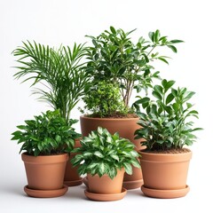 Assorted Houseplants in Terracotta Pots: Indoor Garden Collection
